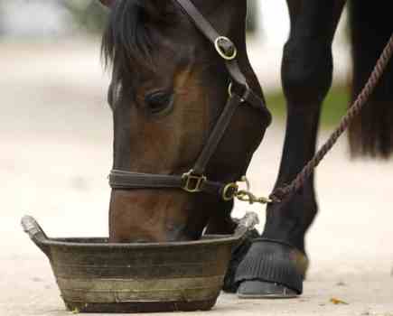 Fibre is a vital part of every horse's diet