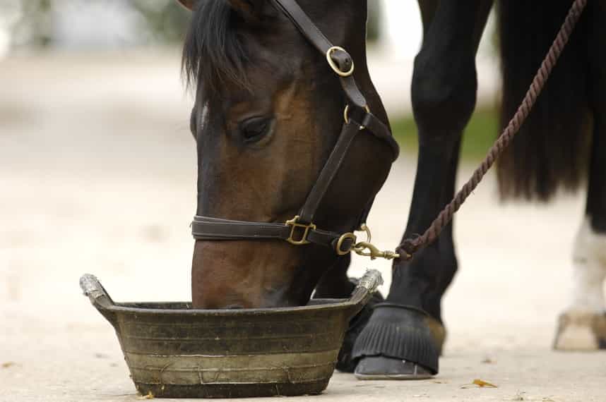 Fibre is a vital part of every horse's diet