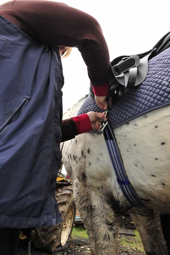 Why Does My Horse Have Rub Marks Where His Girth Is? Your Horse