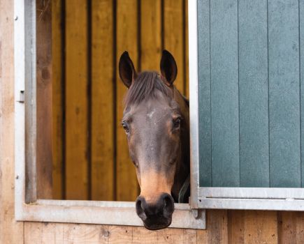 Pictured is a dark bay horse looking out of a stable window; the type of bedding they are kept on is an important decision