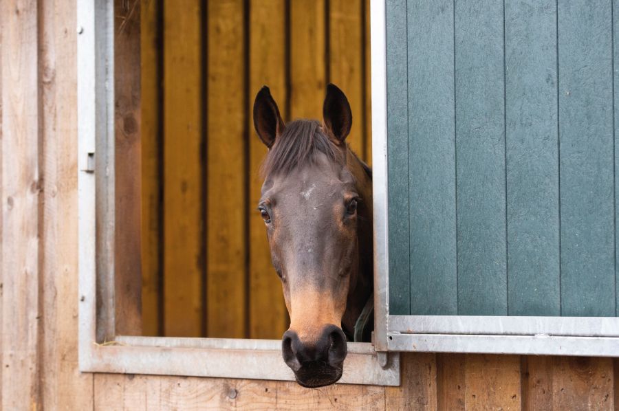 Pictured is a dark bay horse looking out of a stable window; the type of bedding they are kept on is an important decision