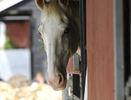 The funghi responsible for horse ringworm can stick to stable doors, fencing, tack and grooming brushes for weeks or even months
