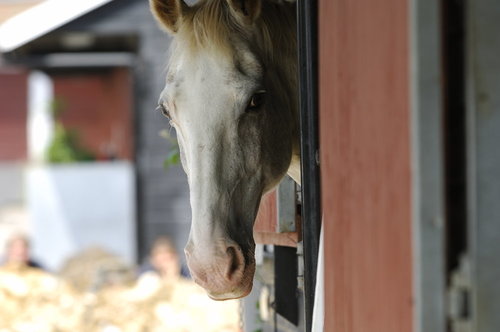 The funghi responsible for horse ringworm can stick to stable doors, fencing, tack and grooming brushes for weeks or even months