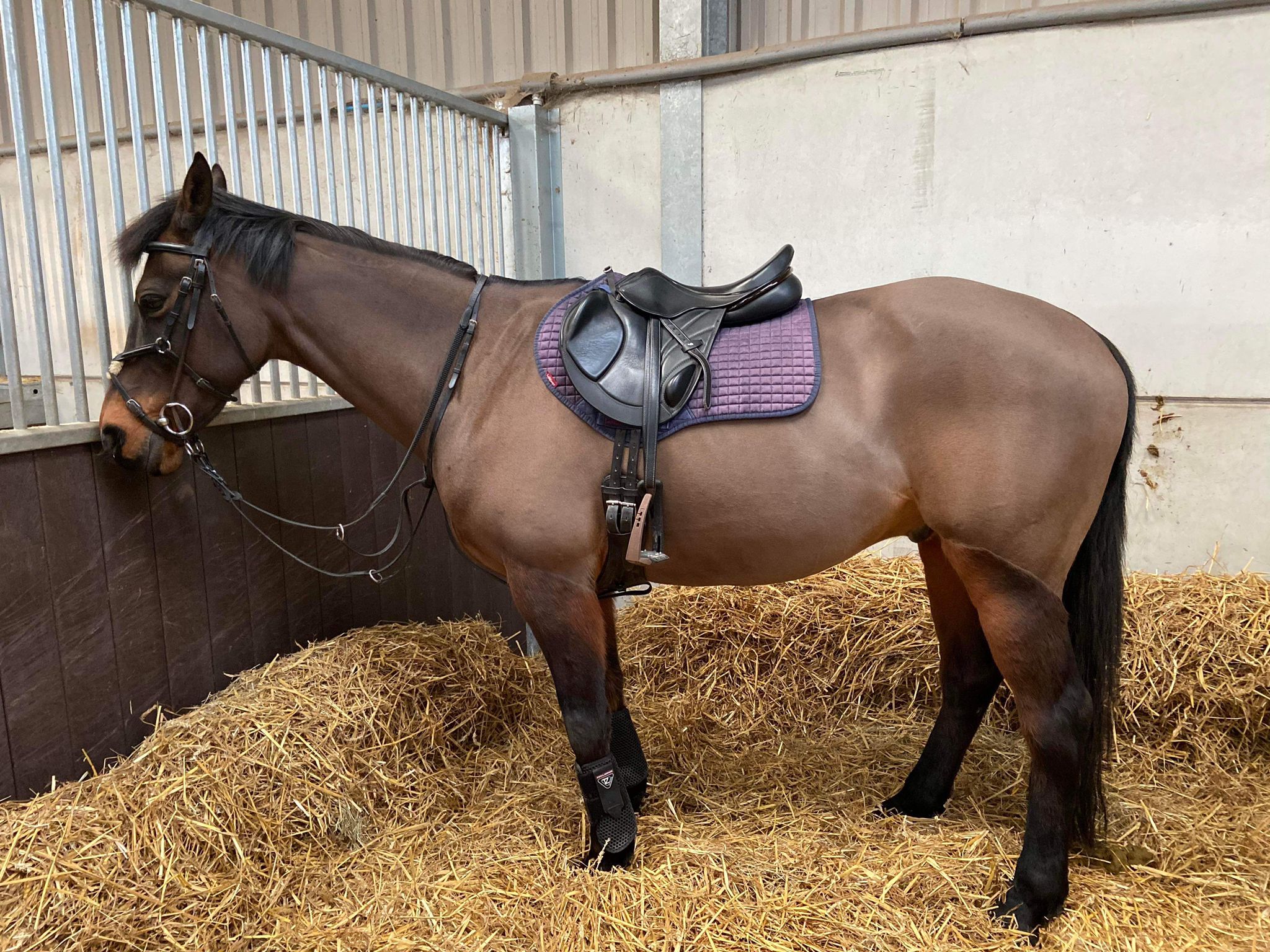 Appeal after horse dies and rider injured in collision - Your Horse