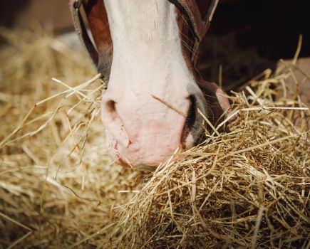 Forage is the biggest source of sugar in a horse's diet