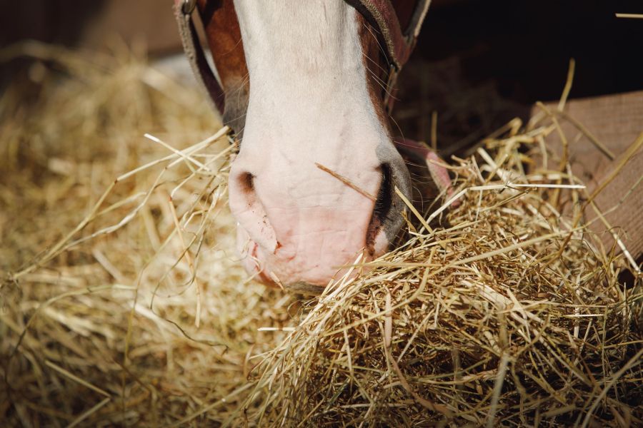 Forage is the biggest source of sugar in a horse's diet