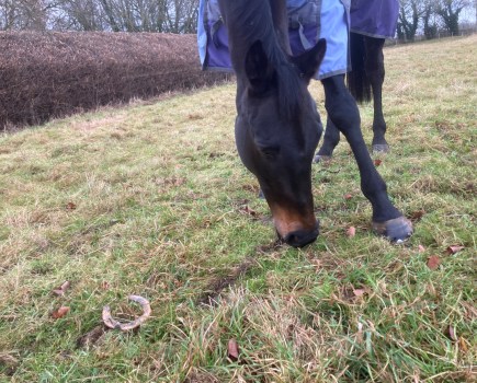 Horse grazing in a field next to a lost shoe