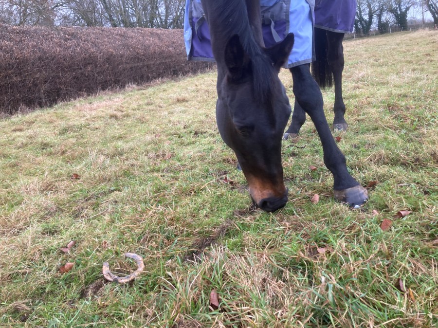 Horse grazing in a field next to a lost shoe
