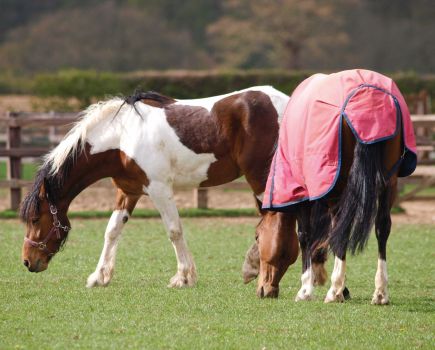 Pictured are two horses grazing in a field: one is wearing a red rug while the other horse has no blanket on