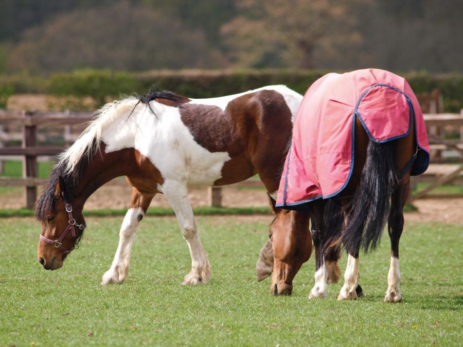 Pictured are two horses grazing in a field: one is wearing a red rug while the other horse has no blanket on