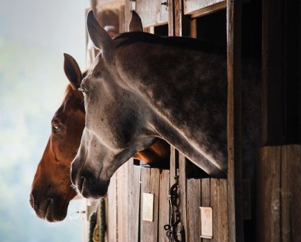 Stabled horses need forage and an enriched environment