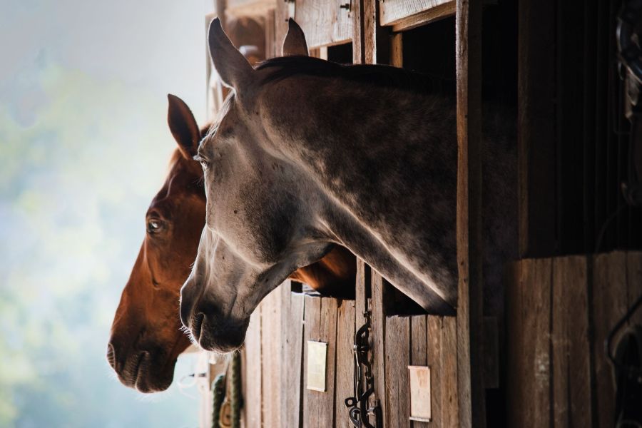 Stabled horses need forage and an enriched environment