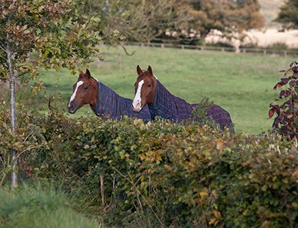 Many medicinal plants and herbs grow in hedges and fields, and letting your horse choose which to eat can promote overall good health