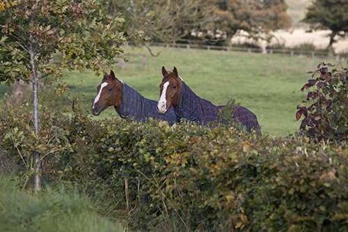 Many medicinal plants and herbs grow in hedges and fields, and letting your horse choose which to eat can promote overall good health