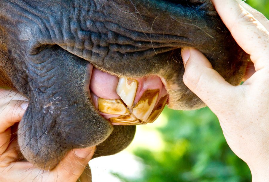 Pictured is a close up a horse's mouth showing two hands holding it open to look at the teeth in order to tell the age of the horse