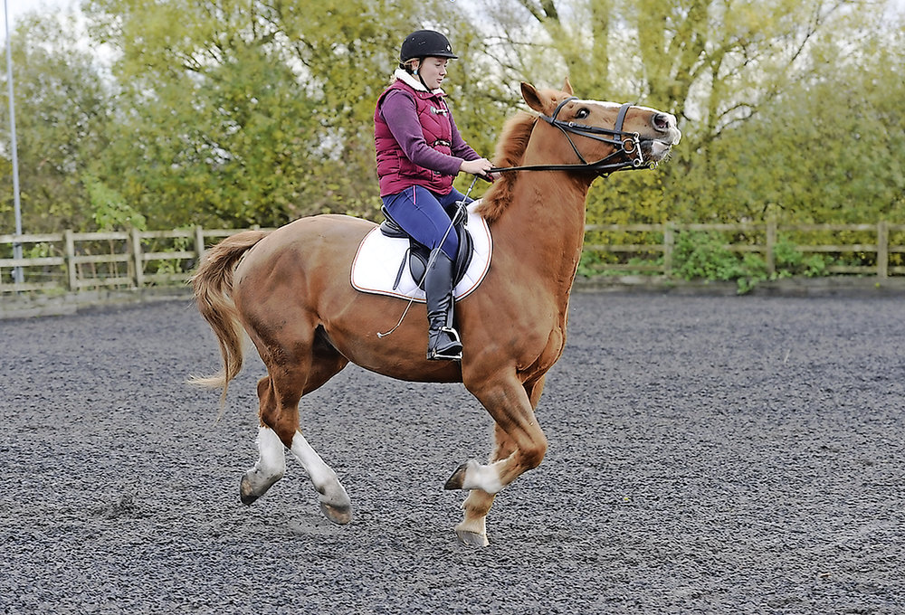 4 Things to Remember When Feeding a Fizzy Horse Your Horse