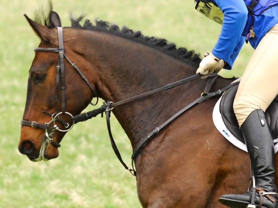 A bay horse wears a three-point breastplate with a running martingale attachment