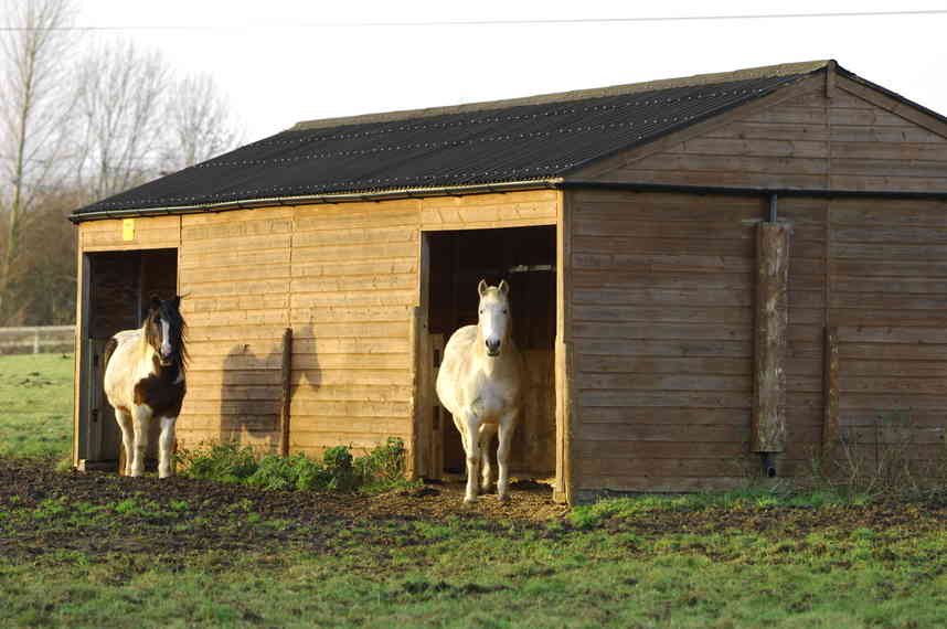 What Is Rain Scald? - Your Horse What Is Rain Scald? - Your Horse