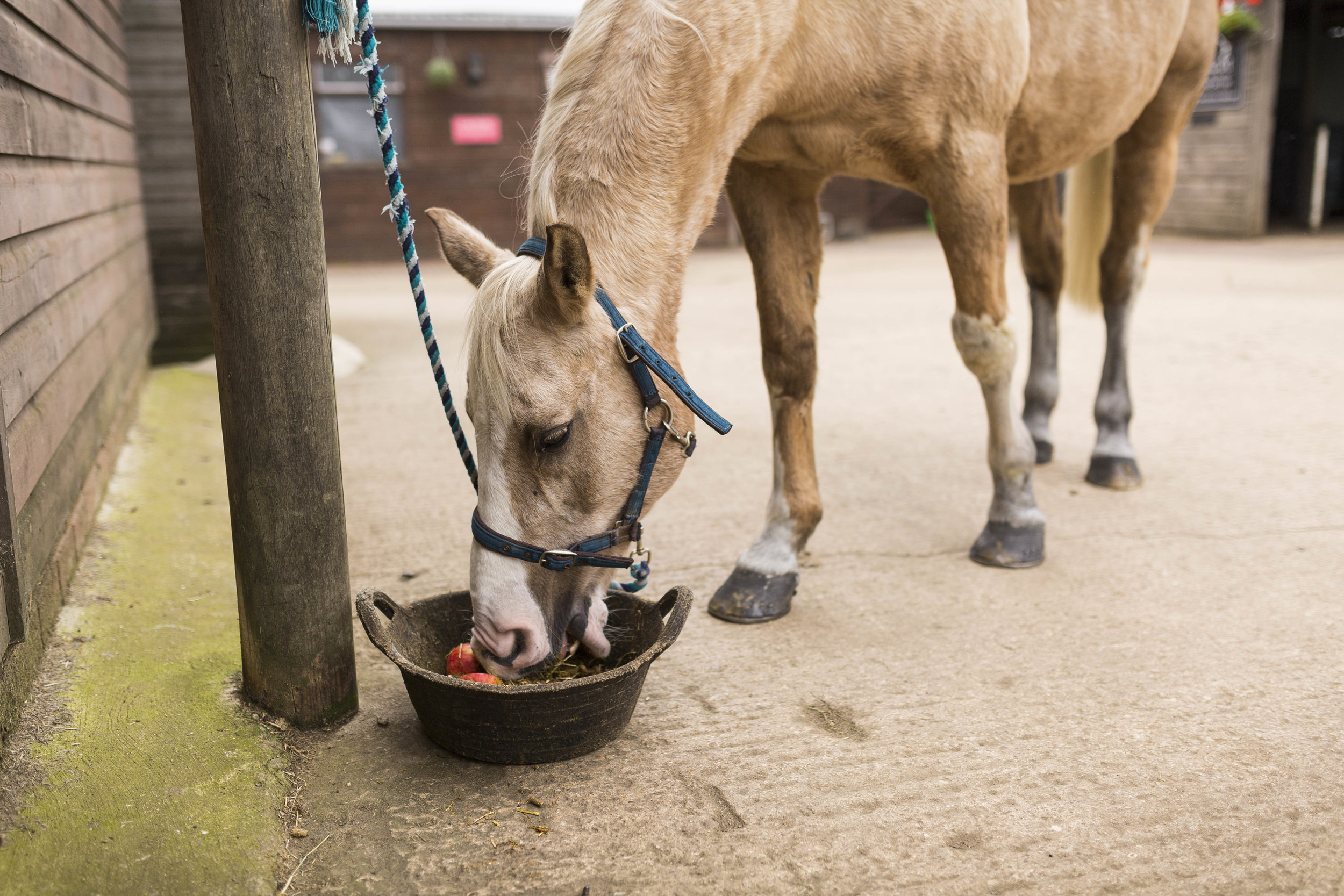 Feeding an Older Horse Over Winter Your Horse