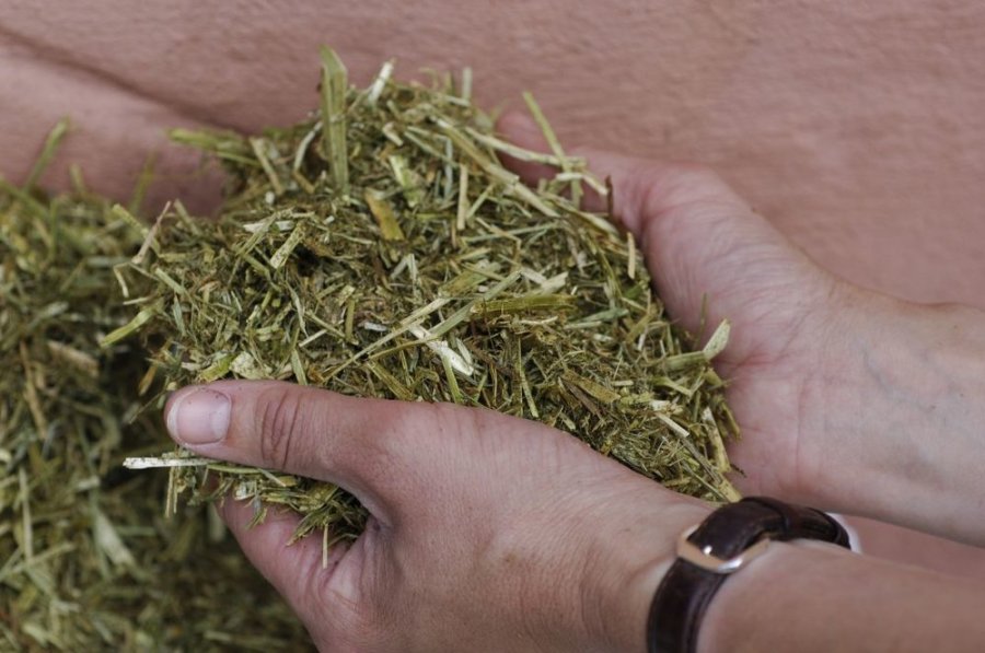 Chopped fibres can be suitable hay replacers
