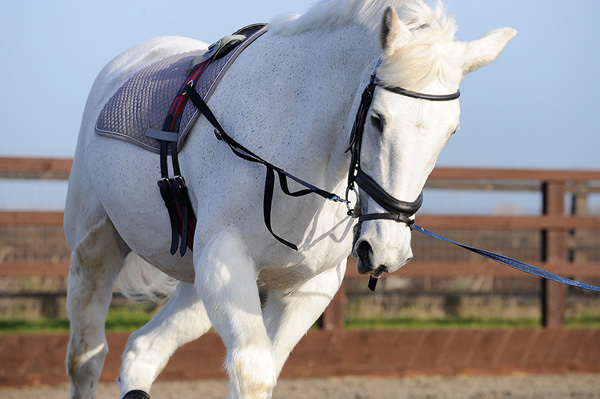 Side Reins Your Horse