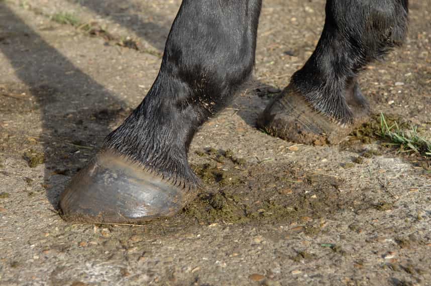 What You Need to Know Before Going Barefoot With Your Horse Your Horse