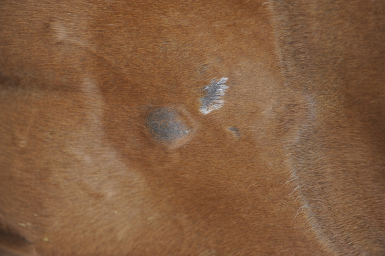 Ringworm patches can be any shape and size, often starting as a raised tuft of hair and in a cluster