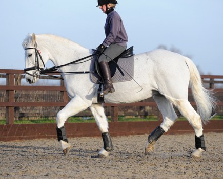 Pictured is a grey horse being schooling in running reins, which is when draw reins are attached to the girth straps rather than the girth