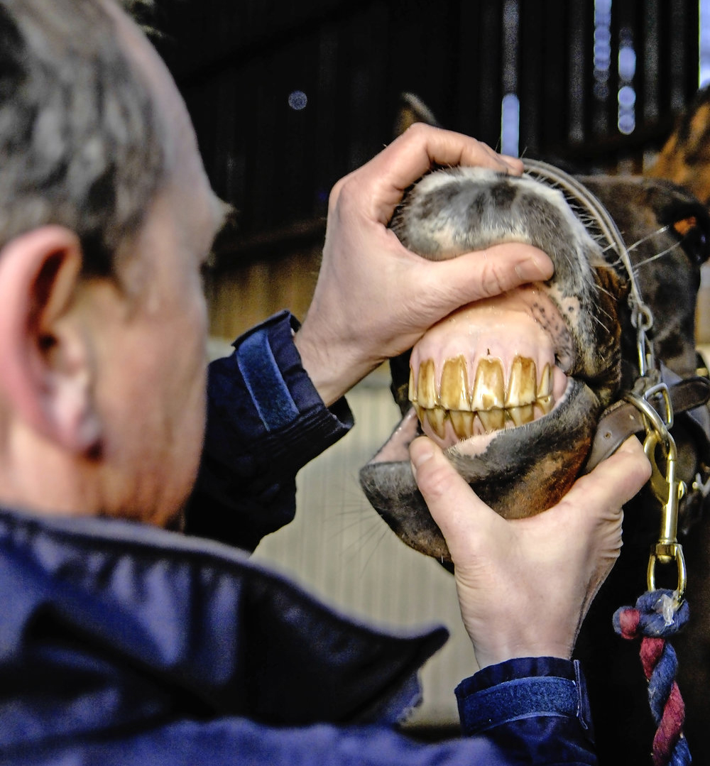 Tooth Decay in Horses Your Horse