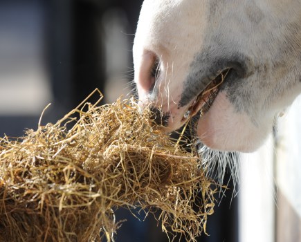 Horse hay quality varies from bale to bale