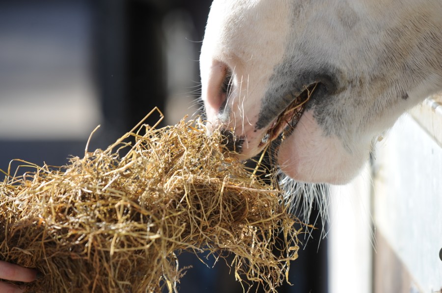 Horse hay quality varies from bale to bale