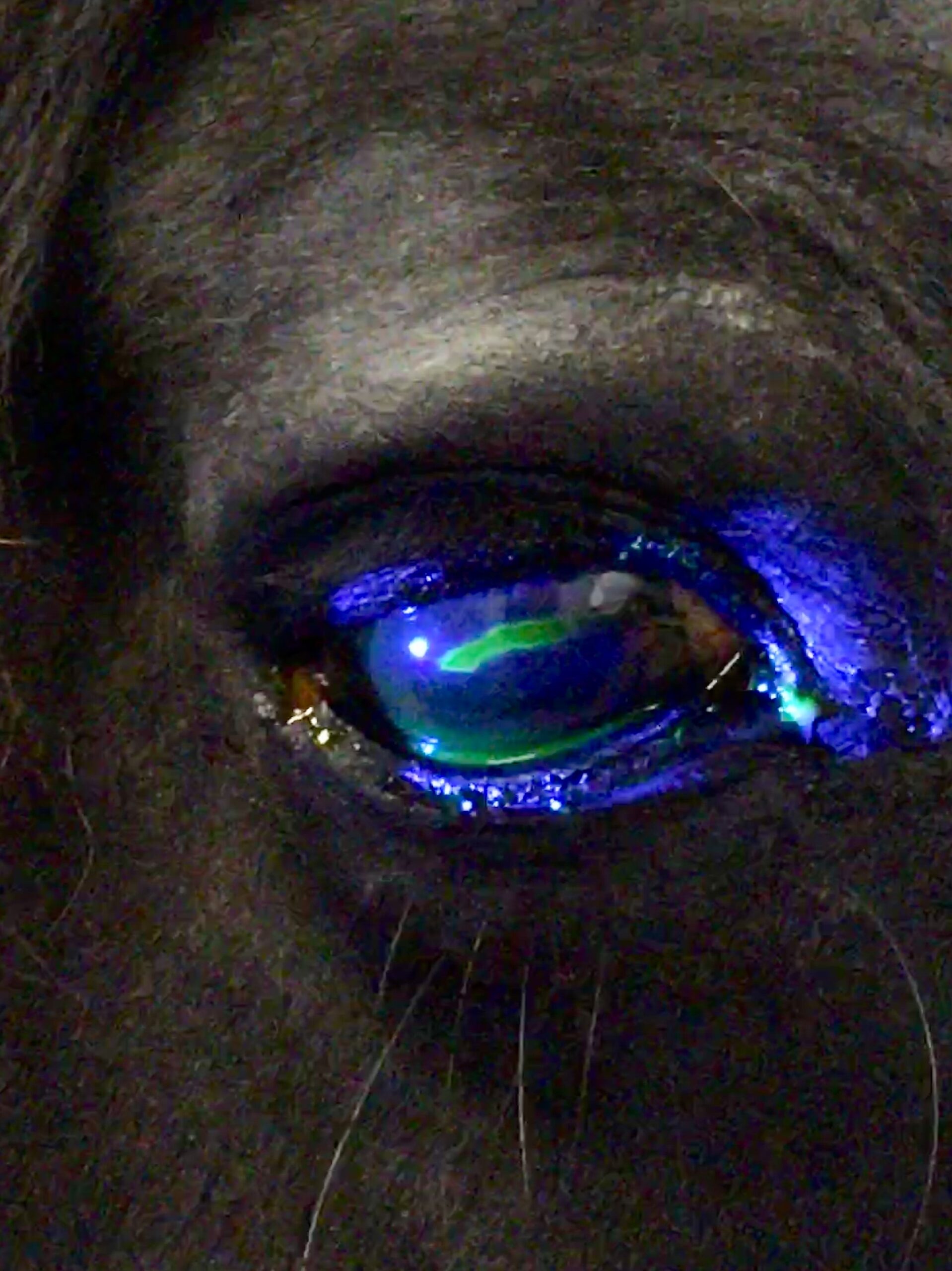 Equine Eye Ulcers "It Covered Almost the Entire Width of His Eyeball