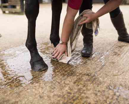 Cleaning and drying hooves thoroughly can help to prevent your horse suffering a hoof abscess