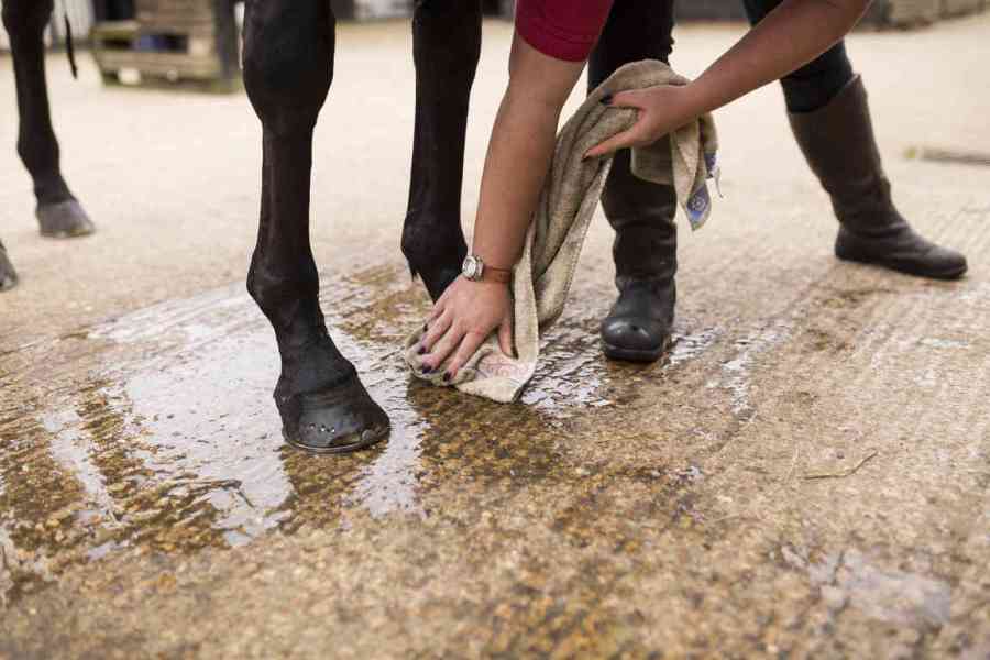 Cleaning and drying hooves thoroughly can help to prevent your horse suffering a hoof abscess