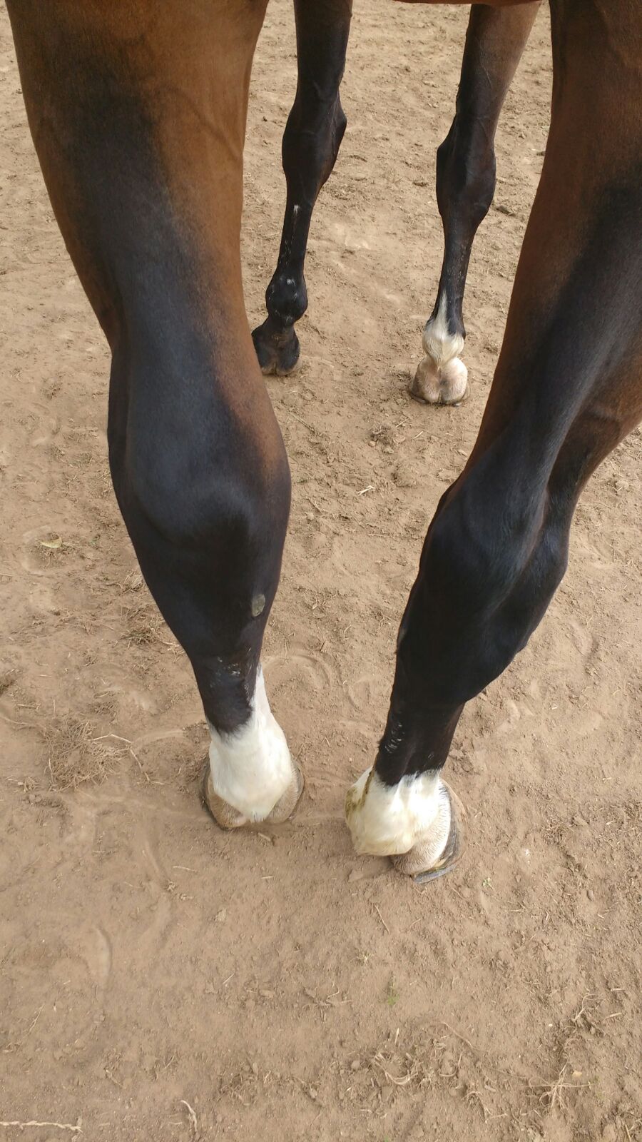 Treating a Horse With a Swollen Hock Your Horse