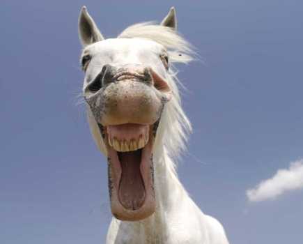 Horse behaviour: you can tell a lot from their ears, nostrils and body language