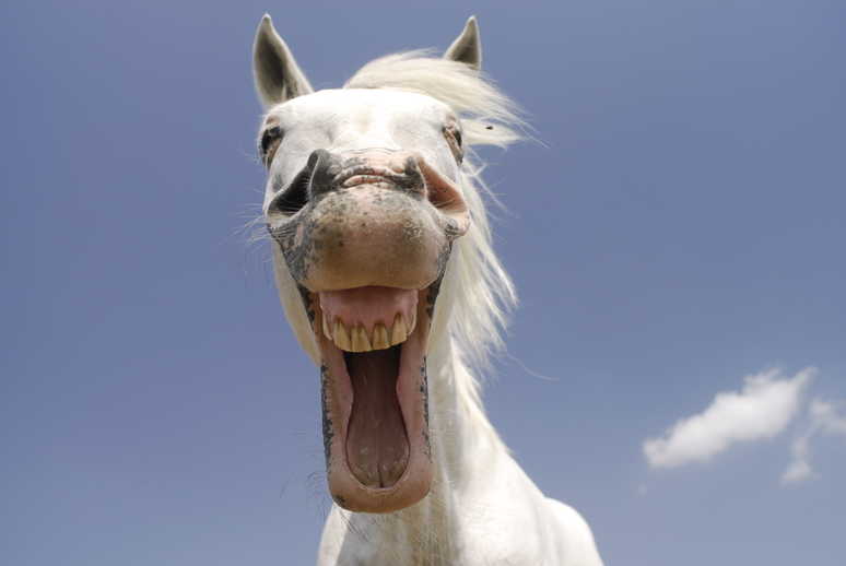 Pictured is a relaxed horse yawning; one indicator for how to tell if a horse is happy