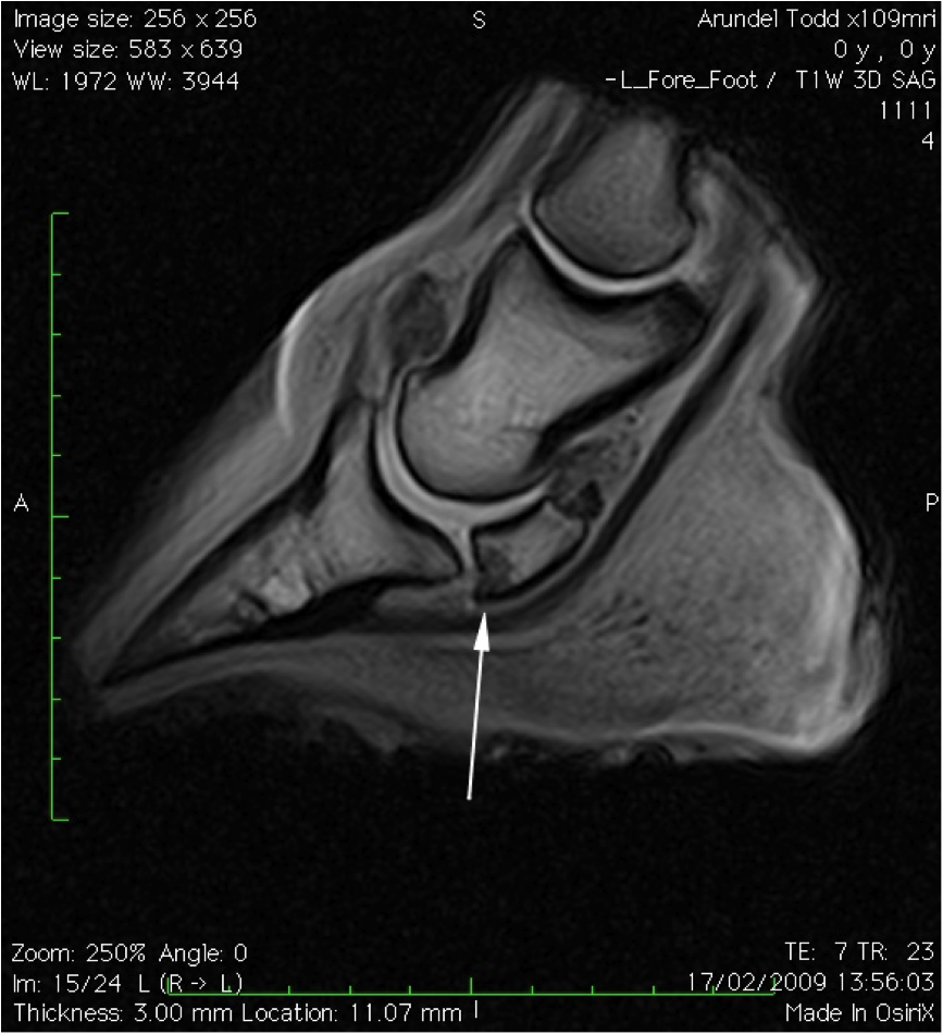 Navicular Syndrome Your Horse