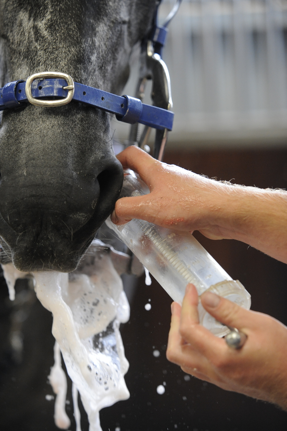 How to look after your horse’s teeth and keep them healthy Your Horse
