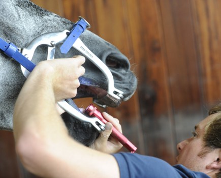 Pictured is a horse's teeth being rasped. Wolf teeth may be discovered during a routine check up