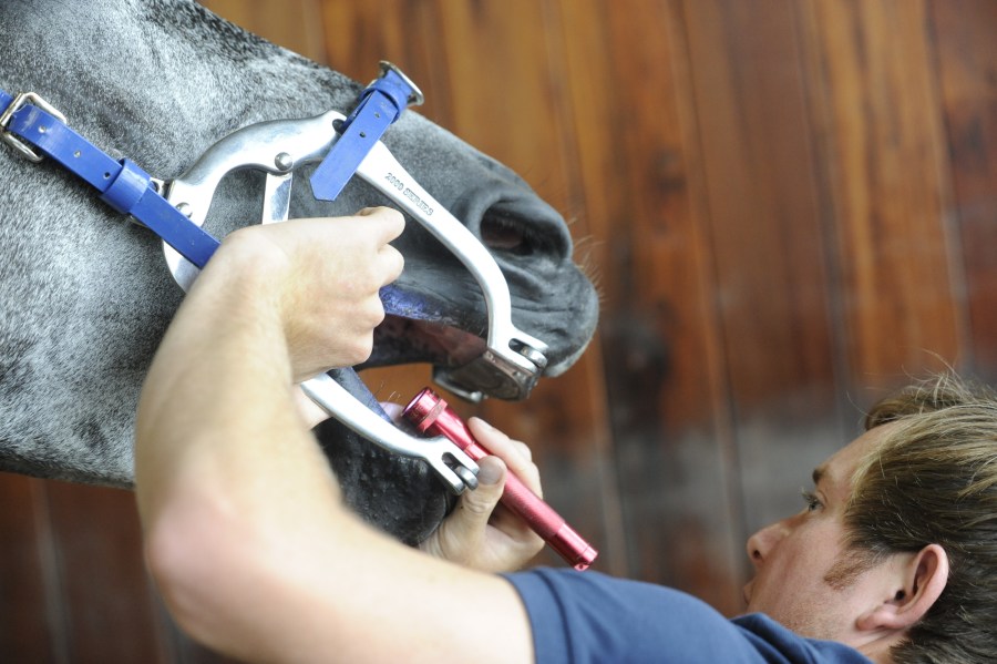 Pictured is a horse's teeth being rasped. Wolf teeth may be discovered during a routine check up