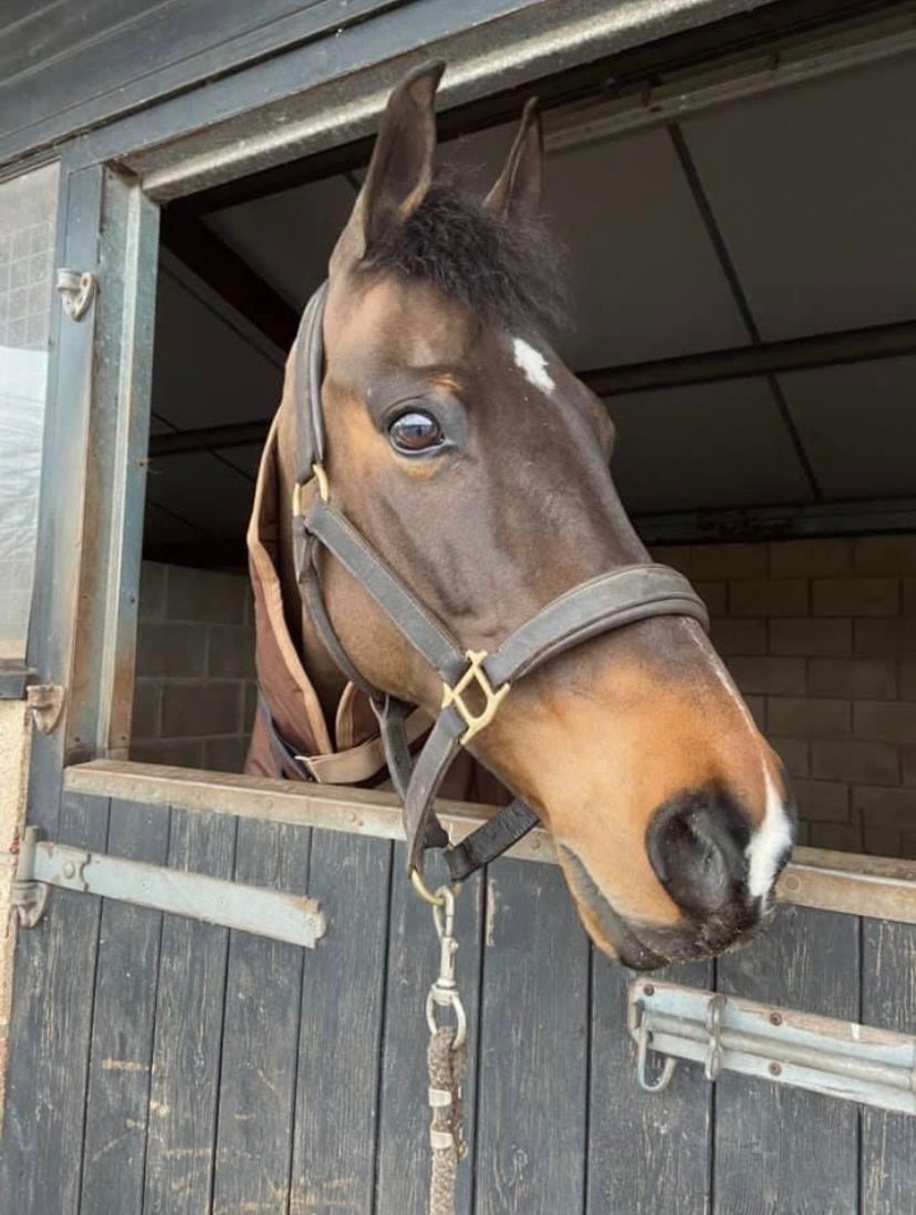Appeal after horse dies and rider injured in collision - Your Horse