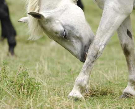 Itching is a classic sign of sweet itch in horses