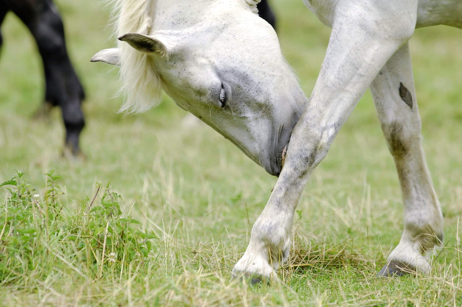 4 Reasons Why Your Horse Has the Itch Your Horse