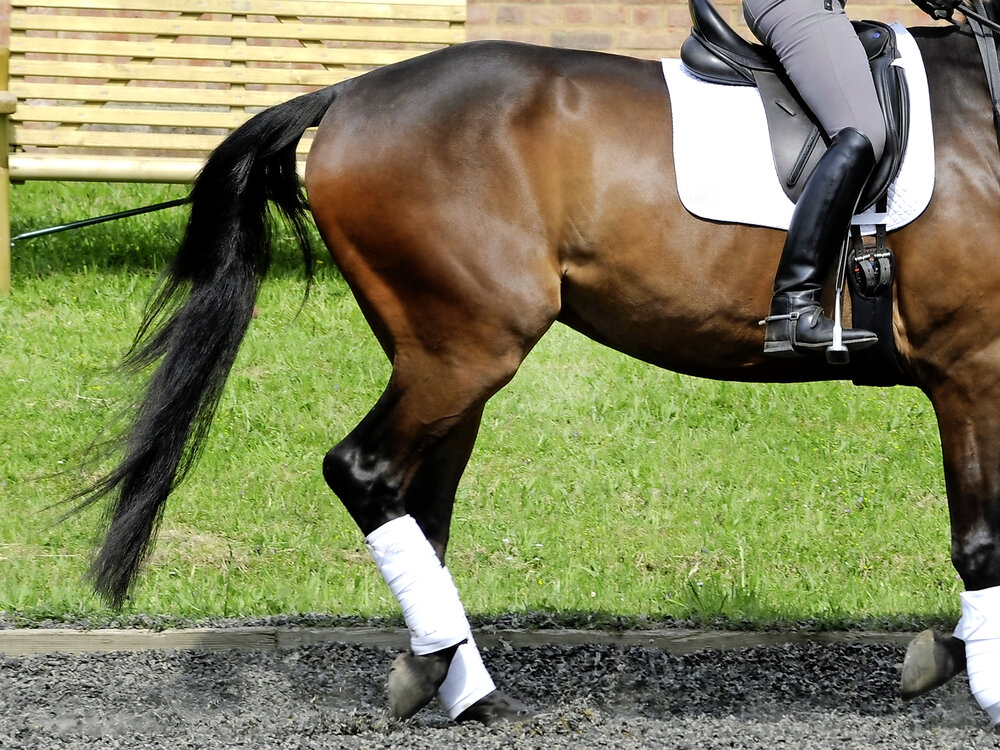 How the Patella Works Your Horse
