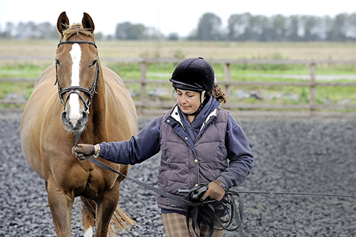 Groundwork sessions with your horse grows mutual confidence