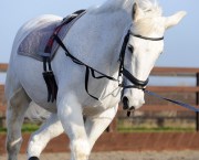 Pictured is a horse wearing lunging equipment during a training session