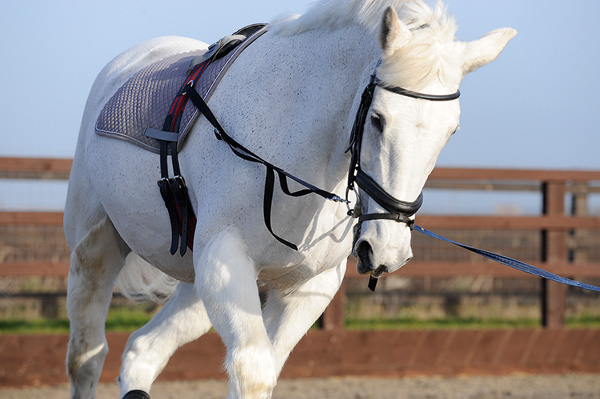 Pictured is a horse wearing lunging equipment during a training session