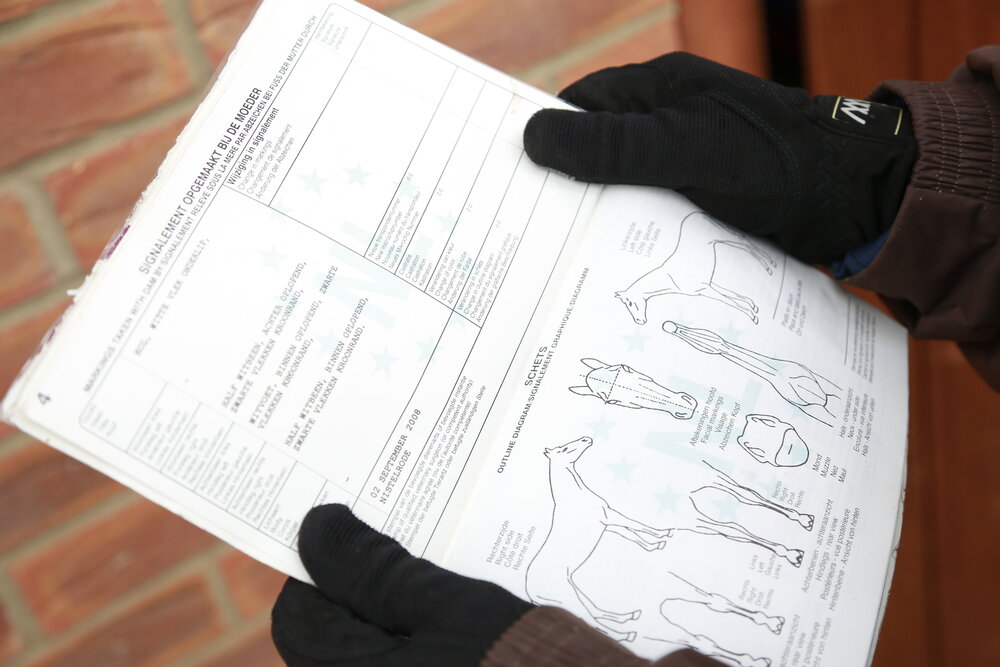 Have your say about equine passports and welfare in open survey Your