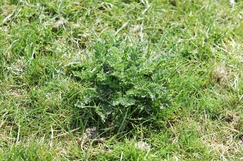 Pictured is ragwort in the early stages of growing: green rosettes without the yellow flowers. This is one of the most poisonous plants to horses